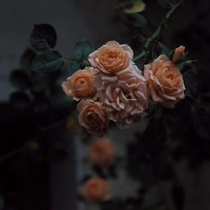 啊灬啊灬啊灬快灬深用力A片软件
